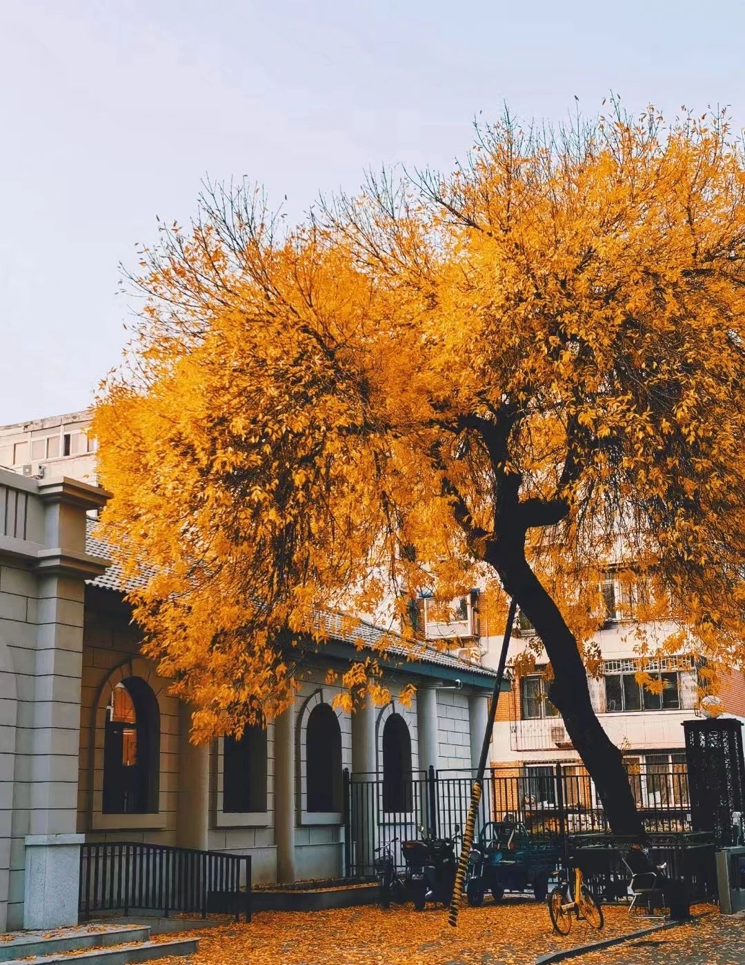  北京理工大學管院【備考故事】篤行逐夢，不負韶華